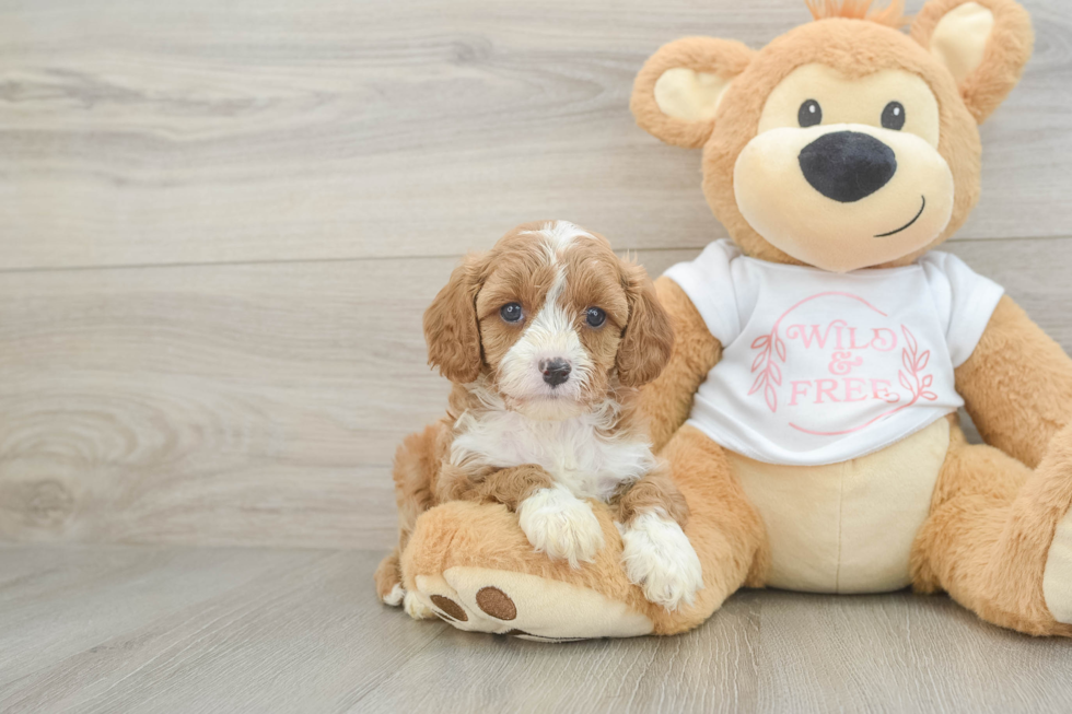 Sweet Cavapoo Baby