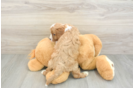 Hypoallergenic Cavadoodle Poodle Mix Puppy