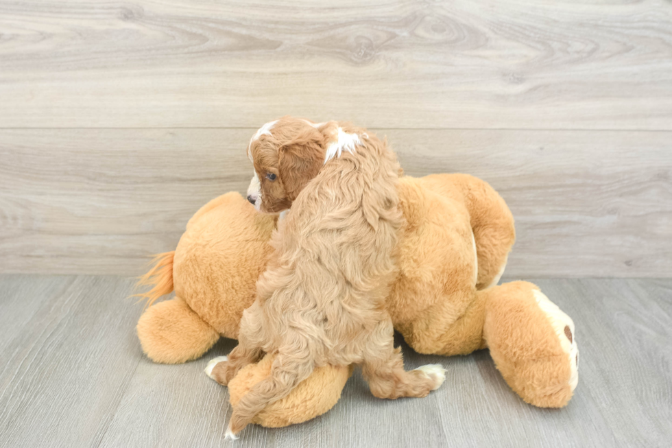 Hypoallergenic Cavadoodle Poodle Mix Puppy