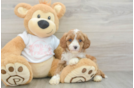Best Cavapoo Baby
