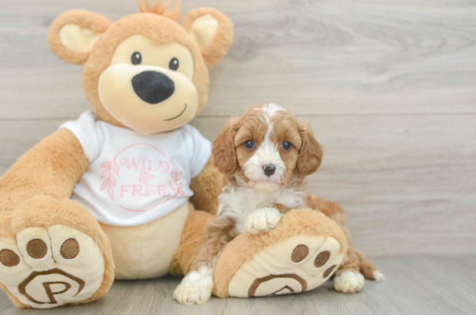 5 week old Cavapoo Puppy For Sale - Puppy Love PR