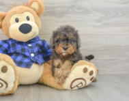8 week old Cavapoo Puppy For Sale - Puppy Love PR