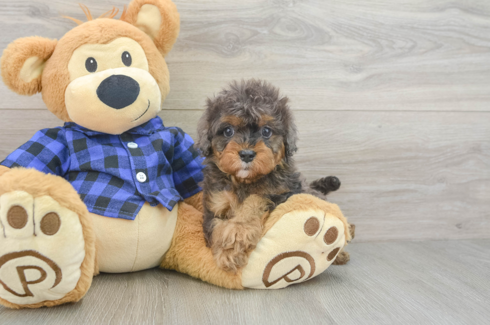 5 week old Cavapoo Puppy For Sale - Puppy Love PR