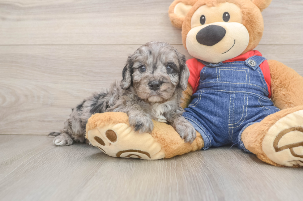 5 week old Cavapoo Puppy For Sale - Puppy Love PR