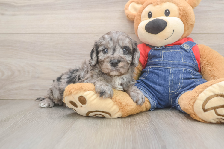 Meet Nashville - our Cavapoo Puppy Photo 1/3 - Puppy Love PR Best Cavapoo Baby