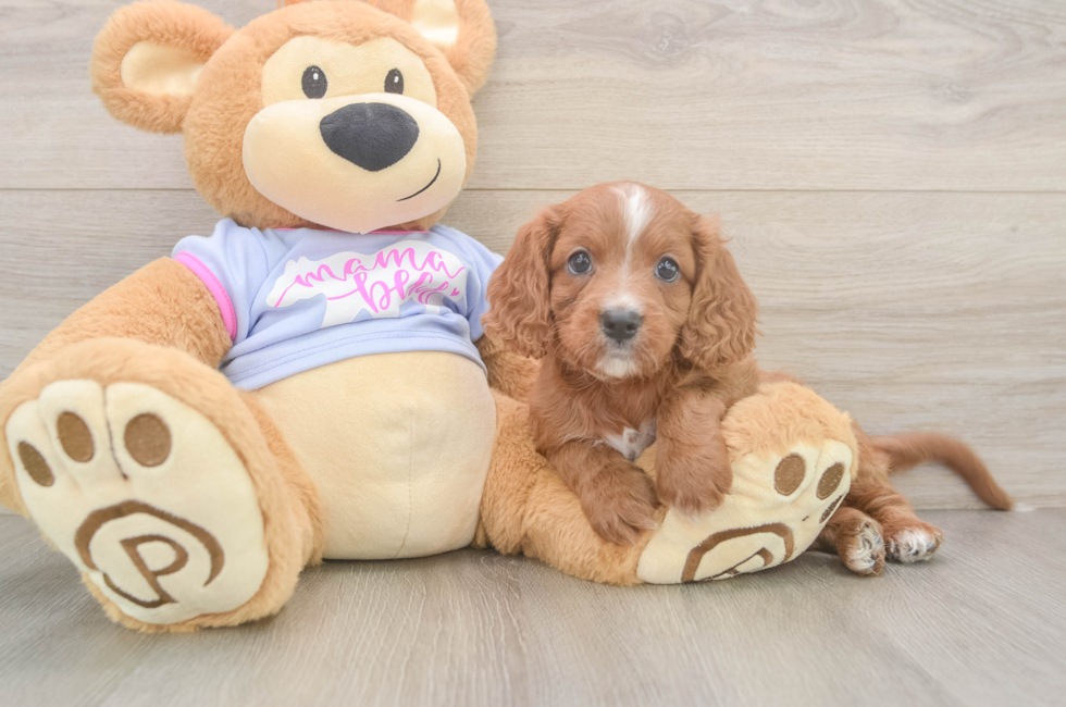 6 week old Cavapoo Puppy For Sale - Puppy Love PR