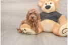 Cavapoo Pup Being Cute