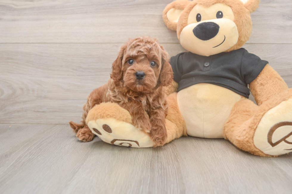 Cavapoo Pup Being Cute