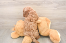 Funny Cavapoo Poodle Mix Pup