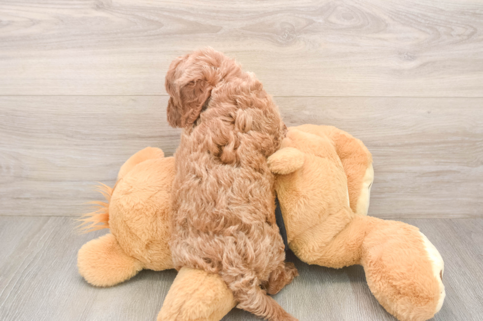 Funny Cavapoo Poodle Mix Pup