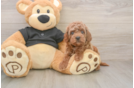 Happy Cavapoo Baby