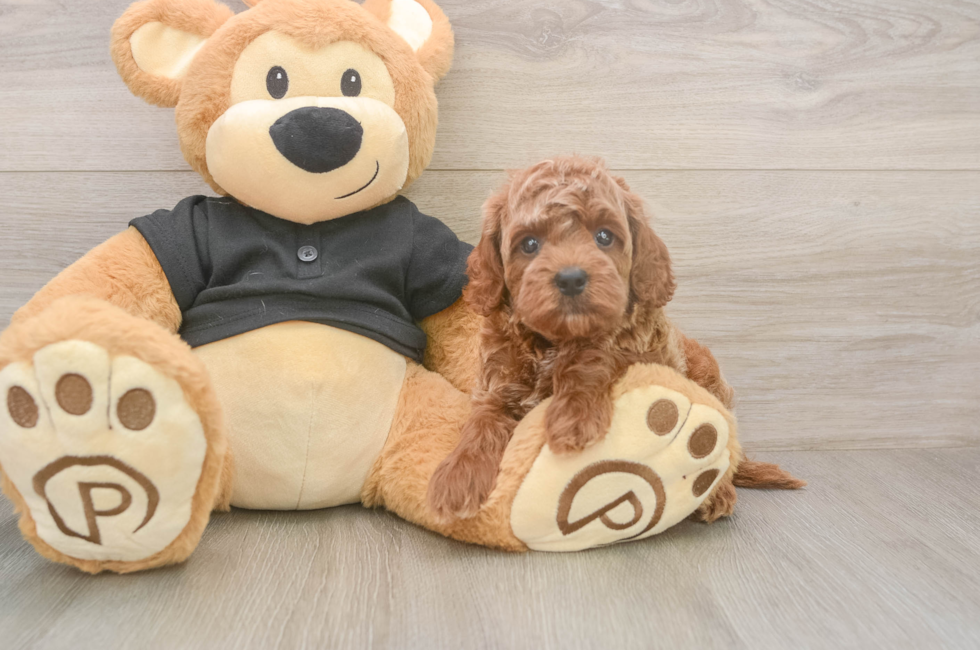 5 week old Cavapoo Puppy For Sale - Puppy Love PR