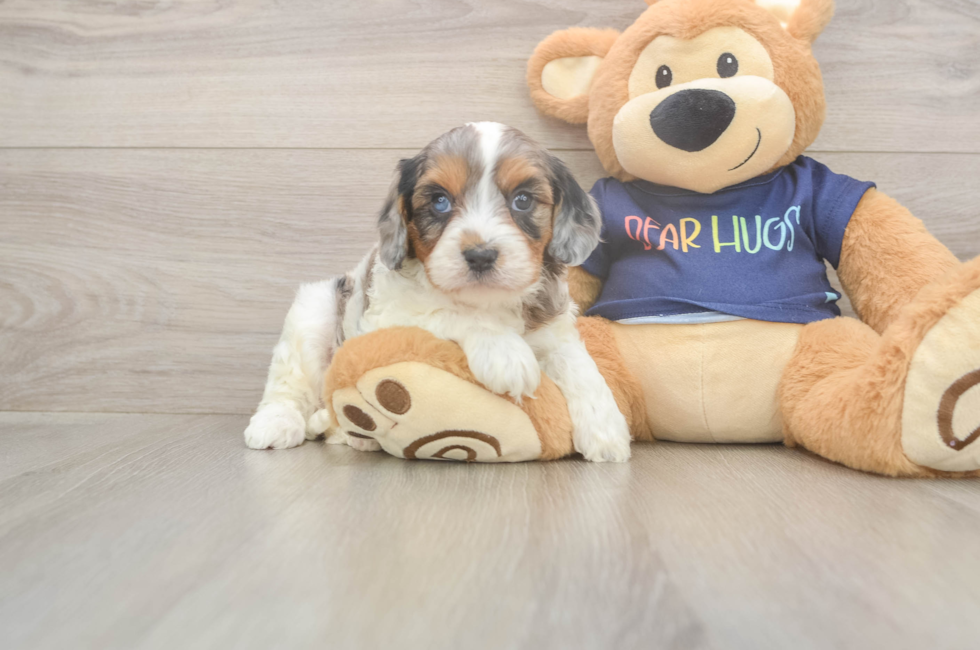 5 week old Cavapoo Puppy For Sale - Puppy Love PR