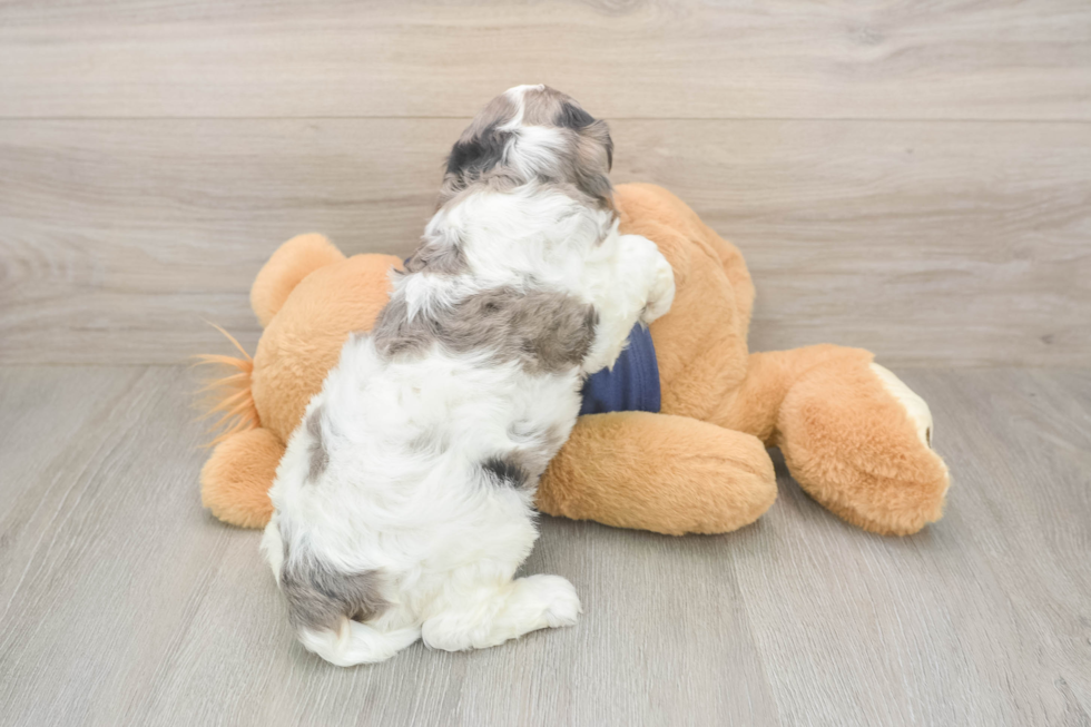 Smart Cavapoo Poodle Mix Pup