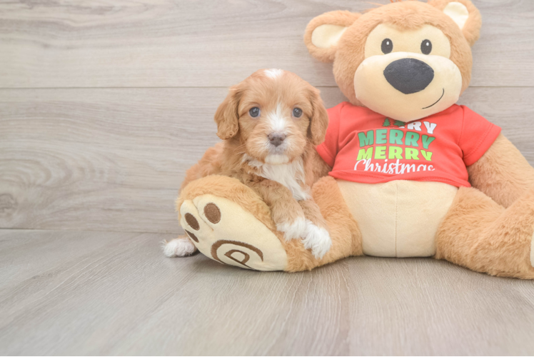 Best Cavapoo Baby