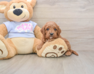 7 week old Cavapoo Puppy For Sale - Puppy Love PR