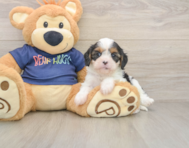 8 week old Cavapoo Puppy For Sale - Puppy Love PR