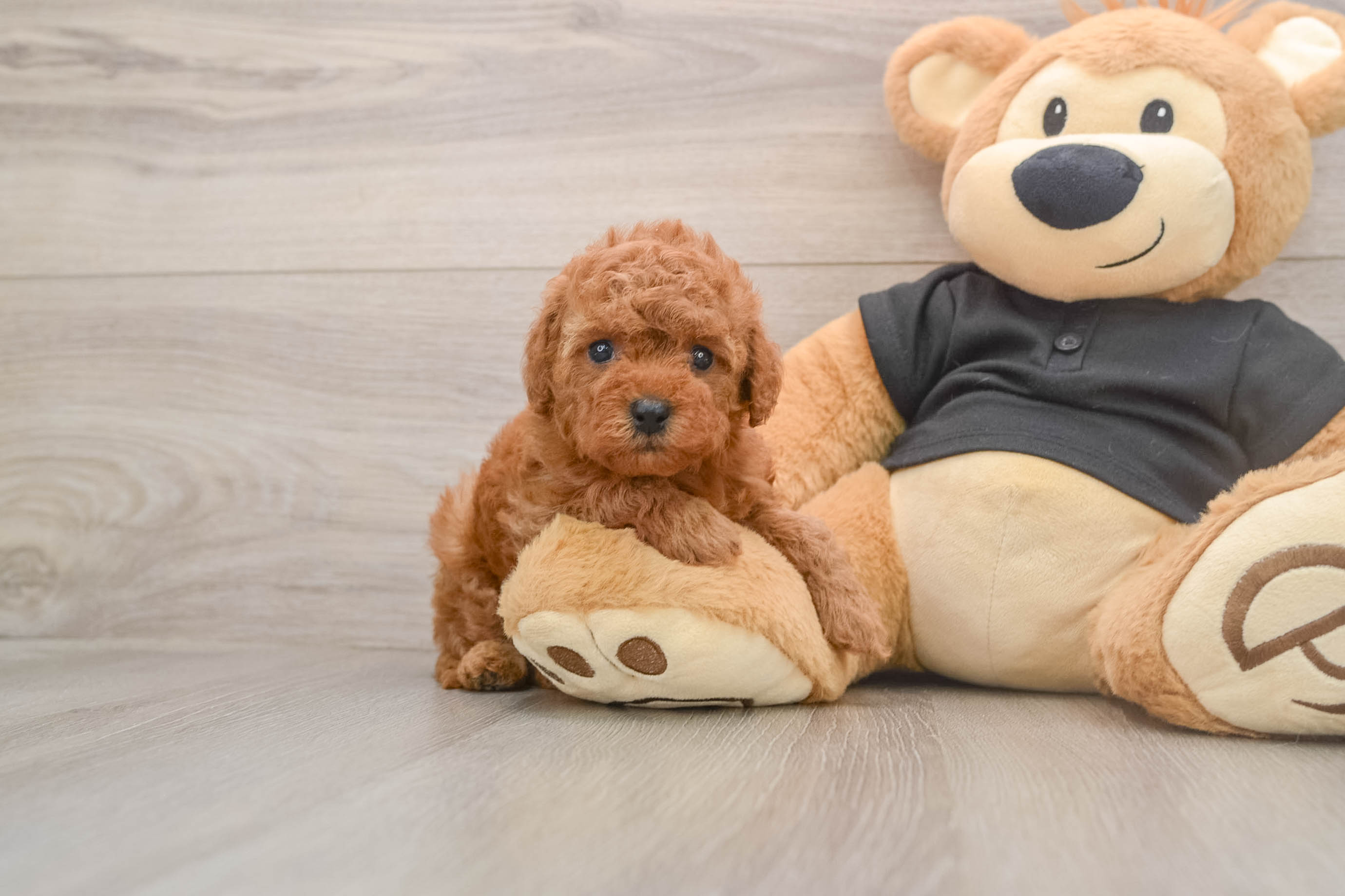 Cavapoo Puppy for Adoption