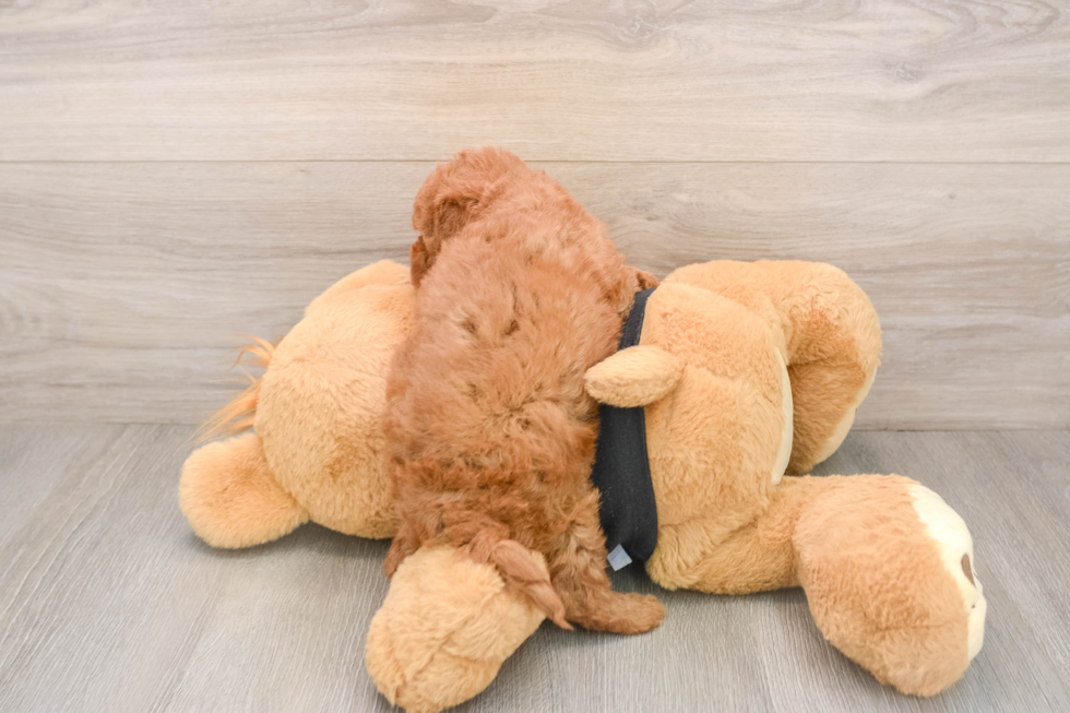 Popular Cavapoo Poodle Mix Pup