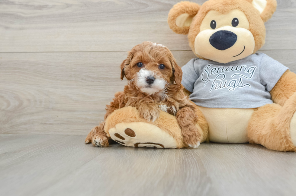 6 week old Cavapoo Puppy For Sale - Puppy Love PR