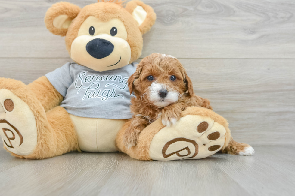 Cute Cavapoo Baby