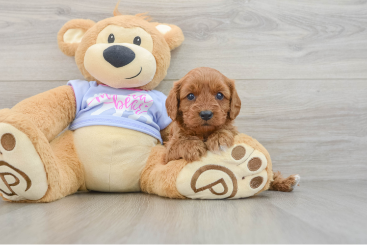 Cavapoo Pup Being Cute
