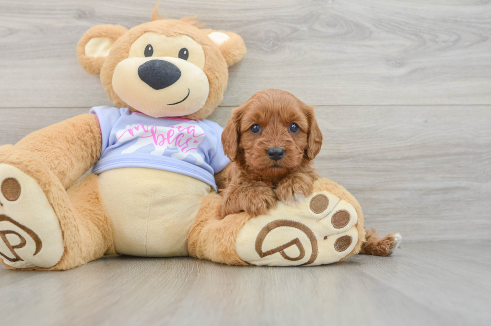 5 week old Cavapoo Puppy For Sale - Puppy Love PR