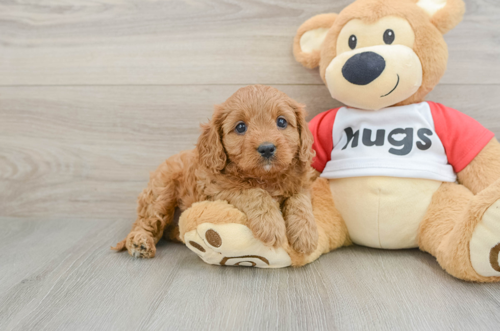 7 week old Cavapoo Puppy For Sale - Puppy Love PR