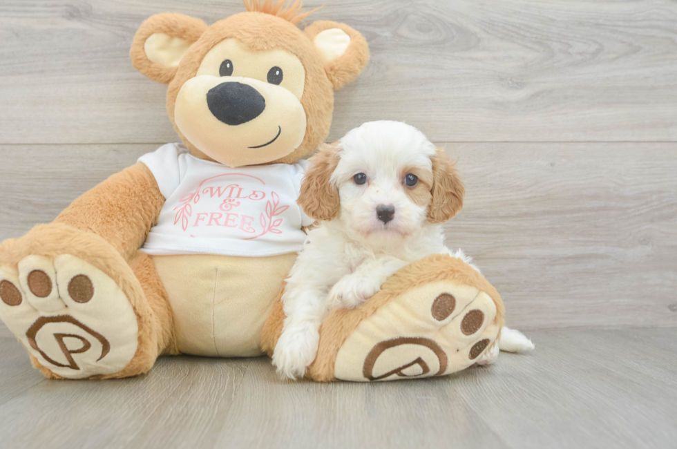 5 week old Cavapoo Puppy For Sale - Puppy Love PR