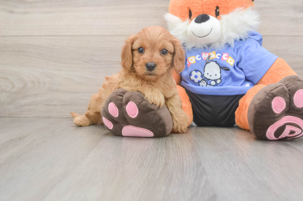 5 week old Cavapoo Puppy For Sale - Puppy Love PR