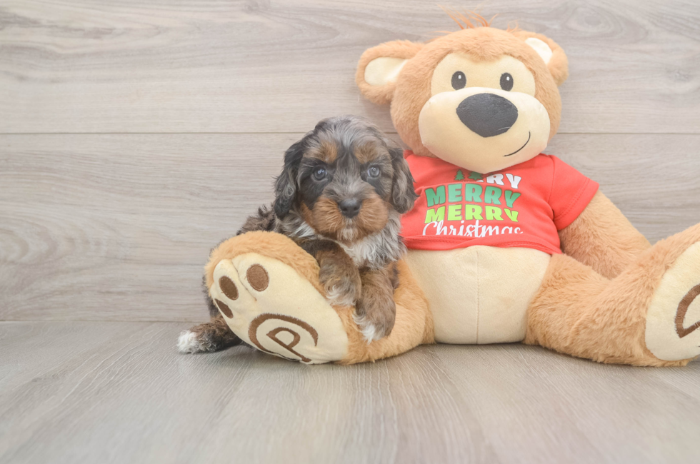 5 week old Cavapoo Puppy For Sale - Puppy Love PR