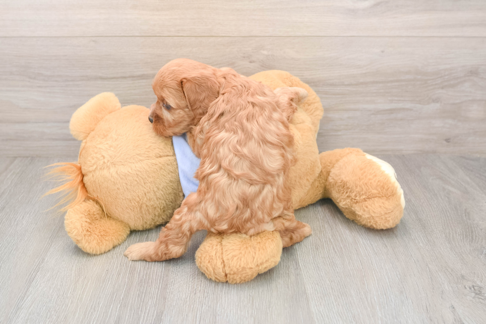 Adorable Cavalier King Charles Spaniel and Poodle Mix Poodle Mix Puppy