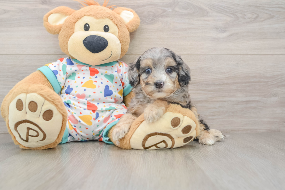 Petite Cavapoo Poodle Mix Pup