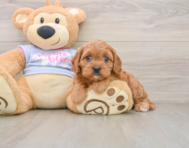 8 week old Cavapoo Puppy For Sale - Puppy Love PR
