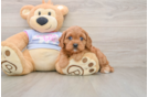 Cute Cavapoo Baby