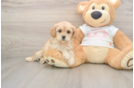 Cavapoo Pup Being Cute