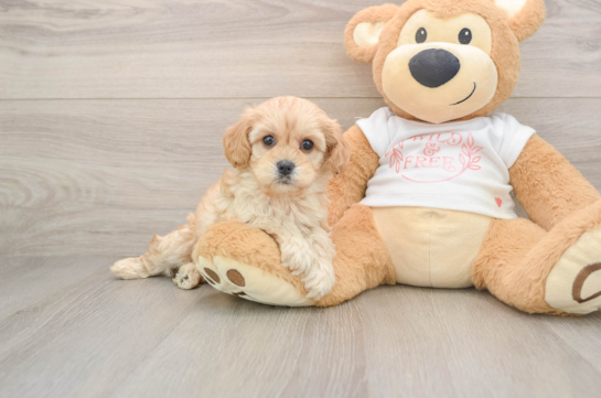 Cavapoo Pup Being Cute