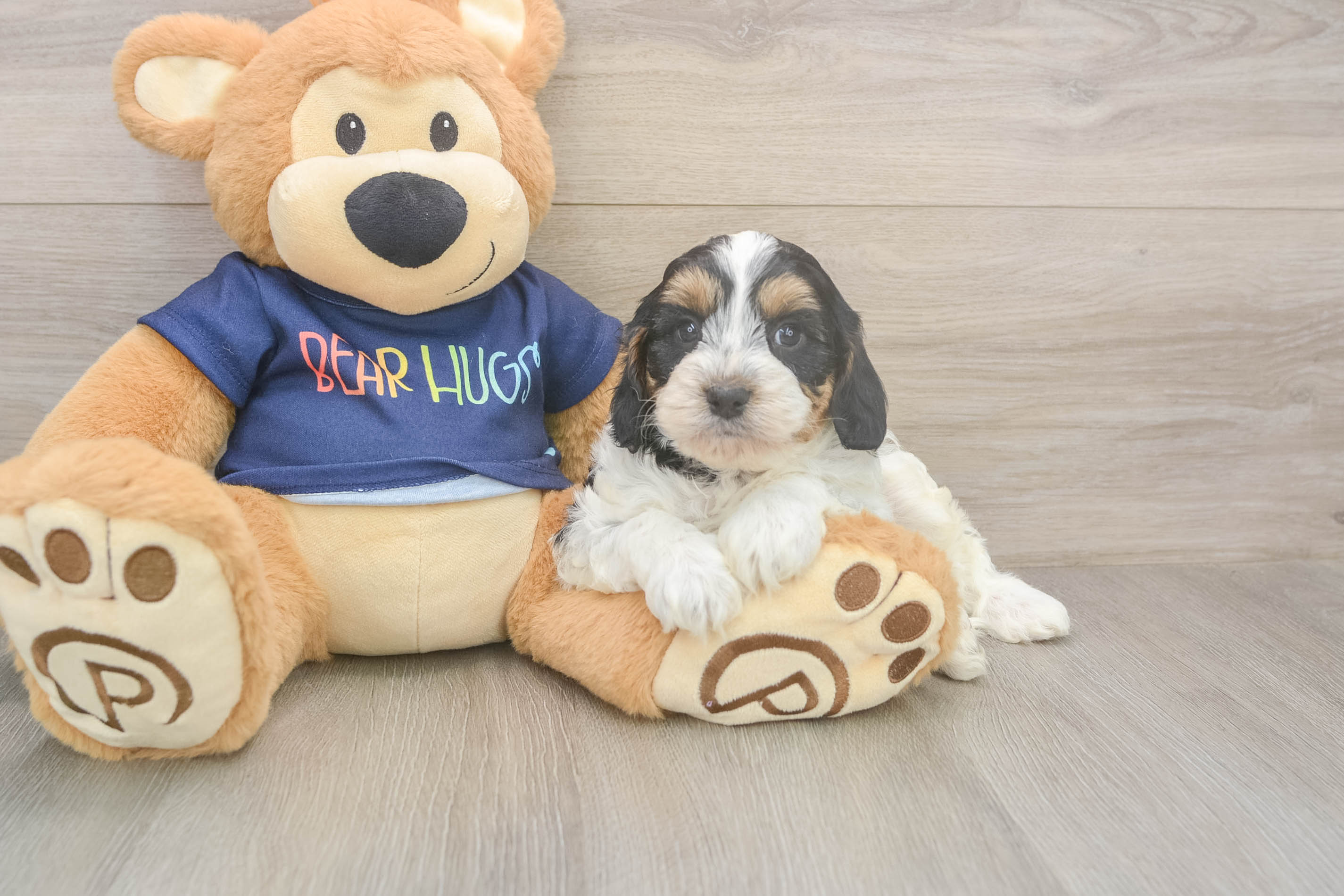Happy Cavapoo Baby