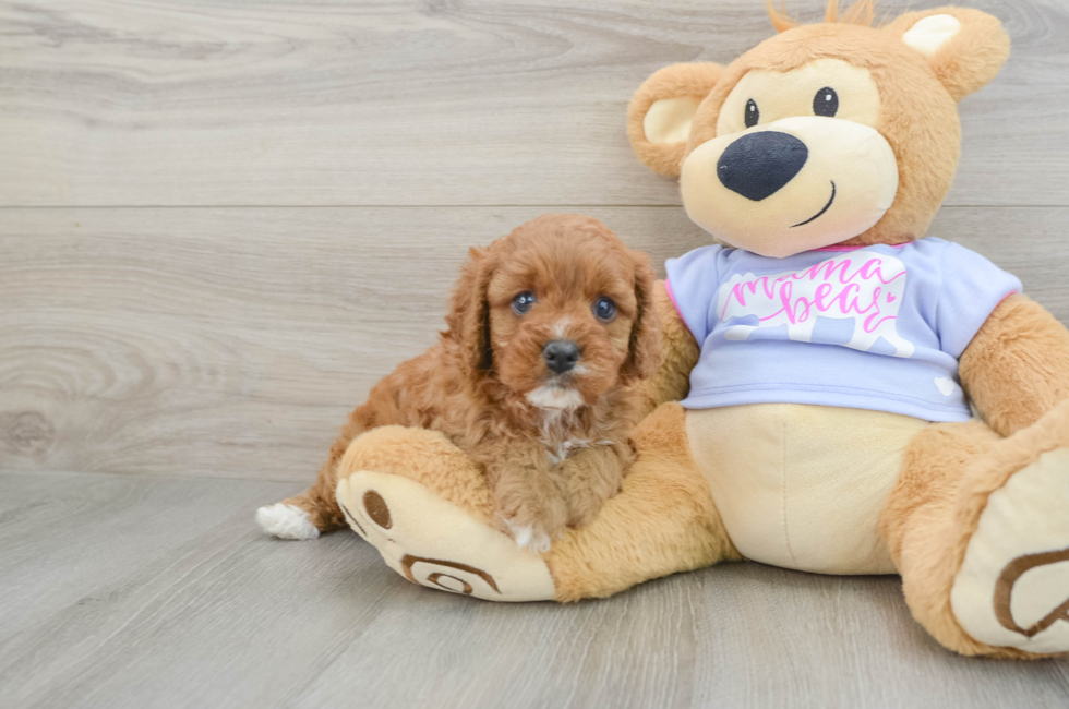 7 week old Cavapoo Puppy For Sale - Puppy Love PR