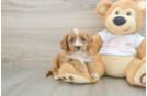 Cute Cavapoo Baby