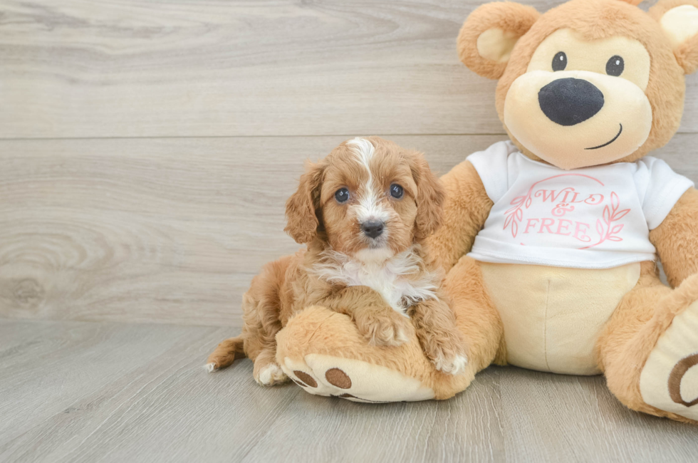 5 week old Cavapoo Puppy For Sale - Puppy Love PR