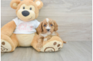 Best Cavapoo Baby
