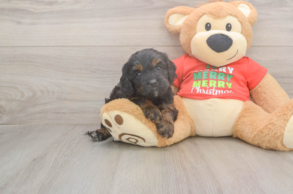 5 week old Cavapoo Puppy For Sale - Puppy Love PR