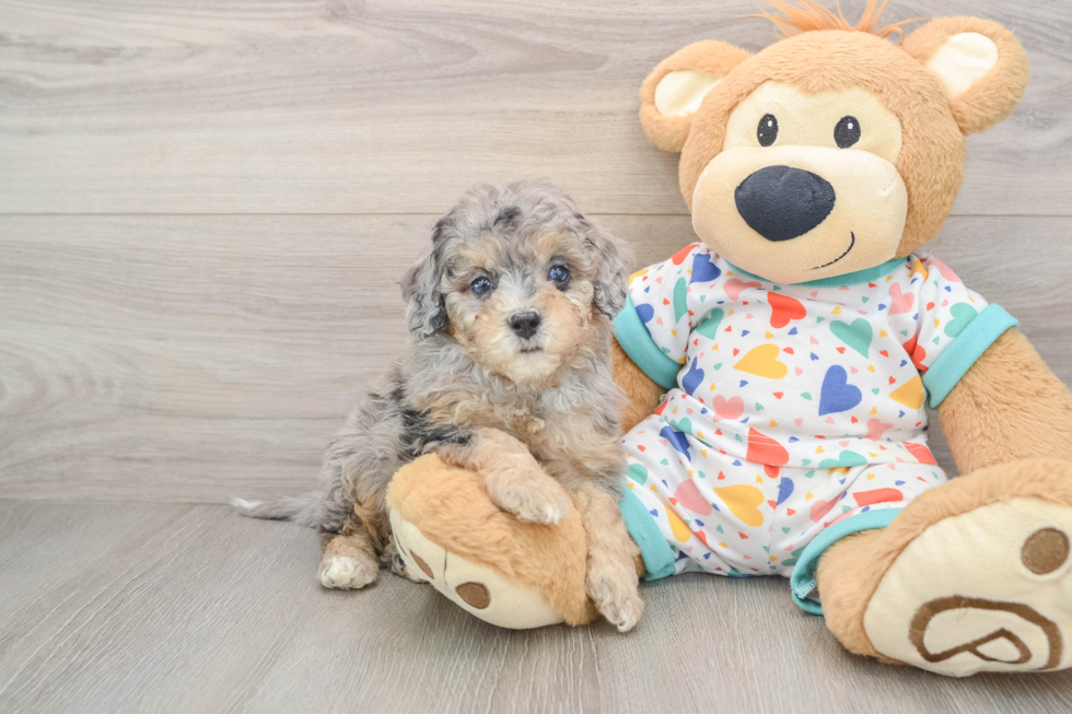 Energetic Cavoodle Poodle Mix Puppy