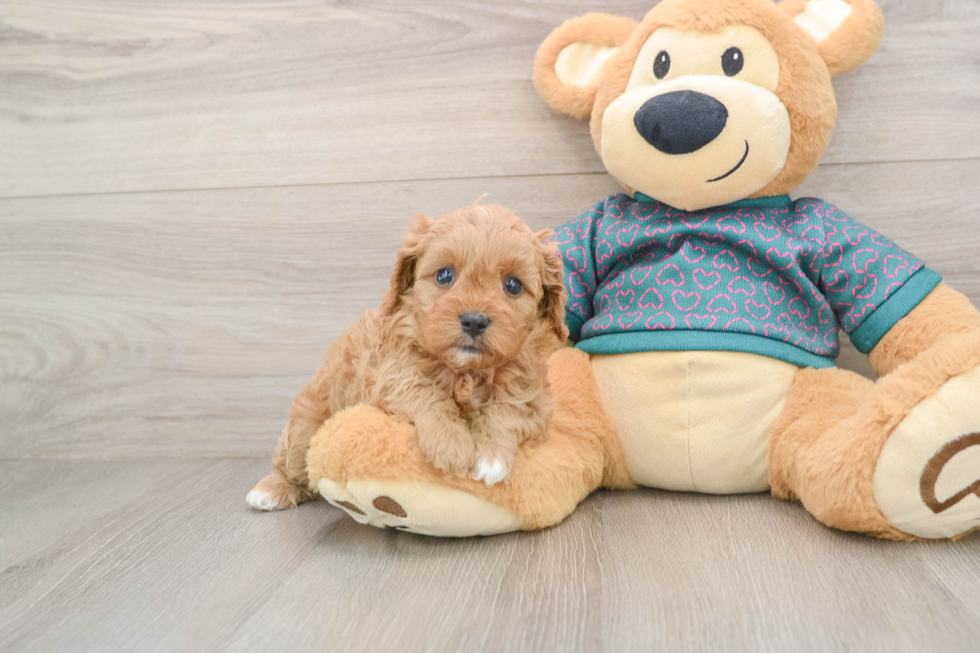 Fluffy Cavapoo Poodle Mix Pup