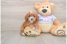 Sweet Cavapoo Baby