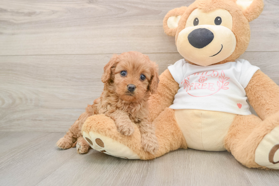 Cavapoo Pup Being Cute