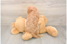 Adorable Cavalier King Charles Spaniel and Poodle Mix Poodle Mix Puppy