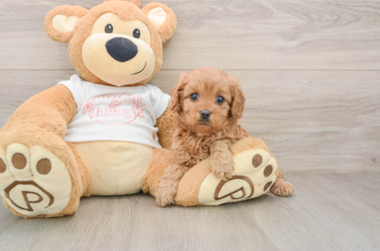 Popular Cavapoo Poodle Mix Pup