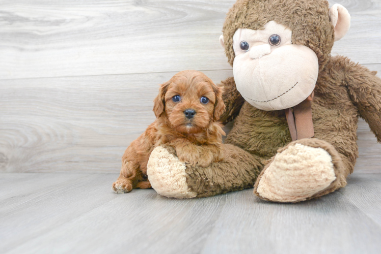 Cute Cavapoo Baby